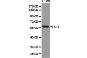 Western Blotting (WB) image for anti-Gardner-Rasheed Feline Sarcoma Viral (V-Fgr) Oncogene Homolog (FGR) antibody (ABIN1872692) (Fgr 抗体)