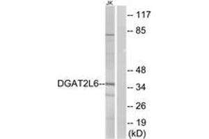 Western Blotting (WB) image for anti-Diacylglycerol O-Acyltransferase 2-Like 6 (DGAT2L6) (AA 271-320) antibody (ABIN2890260) (DGAT2L6 抗体  (AA 271-320))