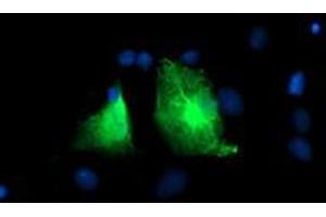 Anti-PFKP mouse monoclonal antibody (ABIN2455343) immunofluorescent staining of COS7 cells transiently transfected by pCMV6-ENTRY PFKP (RC200673). (PFKP 抗体)