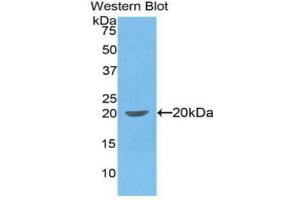 Detection of Recombinant IL1b, Canine using Polyclonal Antibody to Interleukin 1 Beta (IL1b) (IL-1 beta 抗体  (AA 103-260))