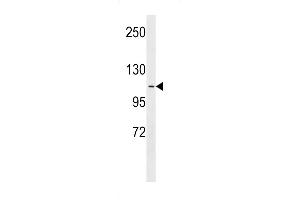 Western blot analysis in A549 cell line lysates (35ug/lane). (APOB 抗体  (AA 596-622))