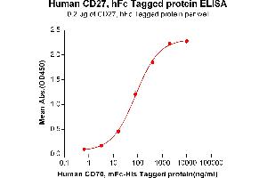 CD27 Protein (AA 20-191) (Fc Tag)