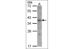 Western blot: Sample(30 µg of whole cell lysate). (OR51E1 抗体)