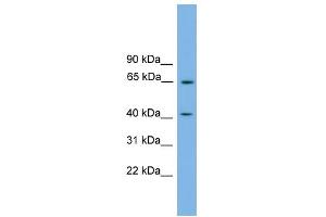 WB Suggested Anti-PLEKHO1 Antibody Titration:  0. (PLEKHO1 抗体  (N-Term))