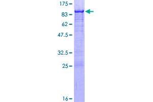 NRF1 Protein (AA 1-522) (GST tag)