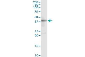 DFFA MaxPab rabbit polyclonal antibody. (DFFA 抗体  (AA 1-331))