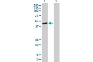 Western Blot analysis of IDO1 expression in transfected 293T cell line by IDO1 MaxPab polyclonal antibody. (IDO1 抗体  (AA 1-403))