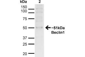 Western blot analysis of Human HeLa cell lysates showing detection of ~51kDa Beclin 1 protein using Rabbit Anti-Beclin 1 Polyclonal Antibody . (Beclin 1 抗体  (C-Term) (PE))