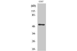 Western Blotting (WB) image for anti-Cell Division Cycle 37 Homolog (S. Cerevisiae) (CDC37) (Tyr593) antibody (ABIN3179944) (CDC37 抗体  (Tyr593))