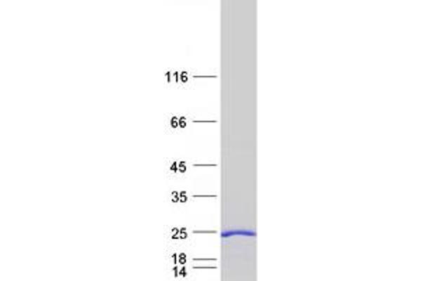 CEND1 Protein (Myc-DYKDDDDK Tag)