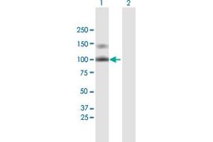 Western Blot analysis of LDLR expression in transfected 293T cell line by LDLR MaxPab polyclonal antibody. (LDLR 抗体  (AA 1-860))