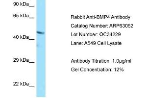 Western Blotting (WB) image for anti-Bone Morphogenetic Protein 4 (BMP4) (C-Term) antibody (ABIN970200) (BMP4 抗体  (C-Term))