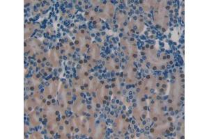 IHC-P analysis of Mouse Tissue, with DAB staining. (PRKDC 抗体  (AA 3899-4128))