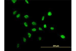 Immunofluorescence (IF) image for anti-Nucleophosmin (Nucleolar phosphoprotein B23, Numatrin) (NPM1) (AA 1-294) antibody (ABIN562035)