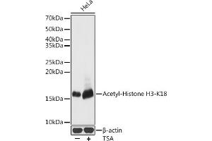 Western blot analysis of extracts of HeLa cells, using Acetyl-Histone H3-K18 antibody (ABIN7267668) at 1:500 dilution. (Histone 3 抗体  (H3K18))