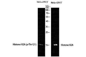 Western Blotting (WB) image for anti-Histone H2A (Lys338) antibody (ABIN3175499) (Histone H2A 抗体  (Lys338))
