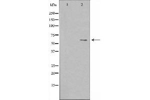 Western blot analysis of extracts from K562 cells, using DCT antibody. (DCT 抗体  (N-Term))