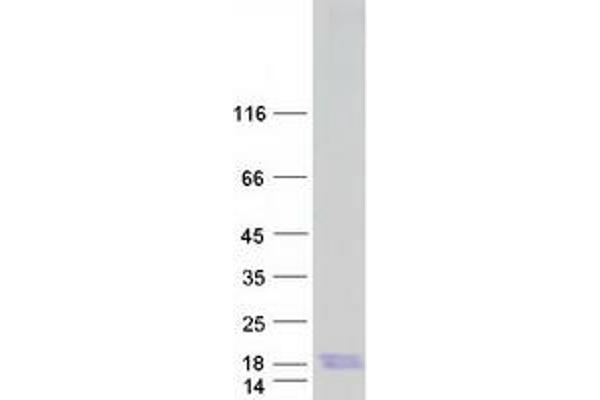 MT4 Protein (Myc-DYKDDDDK Tag)