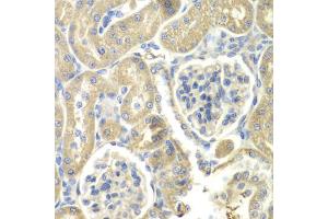 Immunohistochemistry of paraffin-embedded rat kidney using OAZ1 antibody (ABIN5975538) at dilution of 1/100 (40x lens). (OAZ1 抗体)