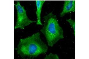 ICC/IF analysis of HAX1 in HeLa cells line, stained with DAPI (Blue) for nucleus staining and monoclonal anti-human HAX1 antibody (1:100) with goat anti-mouse IgG-Alexa fluor 488 conjugate (Green). (HAX1 抗体)