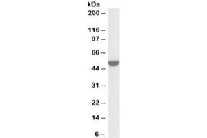 Western blot testing of human peripheral lymphocyte lysate with LSP1 antibody at 0. (LSP1 抗体)