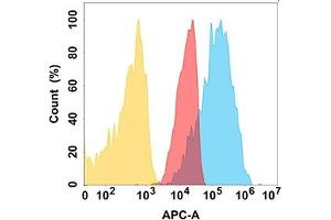 CD112 protein is highly expressed on the surface of Expi293 cell membrane. (PVRL2 抗体)