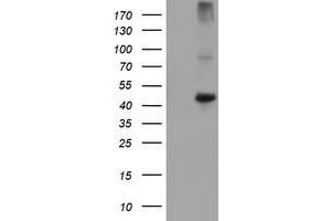 Image no. 1 for anti-Carboxypeptidase A1 (Pancreatic) (CPA1) antibody (ABIN1497592) (CPA1 抗体)