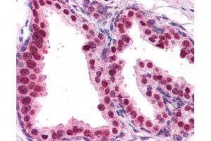 Anti-FOXA2 antibody IHC of human prostate. (FOXA2 抗体  (AA 453-463))