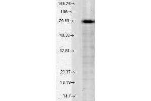 Western Blotting (WB) image for anti-Potassium Voltage-Gated Channel, KQT-Like Subfamily, Member 1 (KCNQ1) (N-Term) antibody (ABIN6656737)