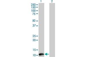 Western Blotting (WB) image for anti-Cleavage Stimulation Factor, 3' Pre-RNA, Subunit 3, 77kDa (CSTF3) (AA 1-103) antibody (ABIN560513)