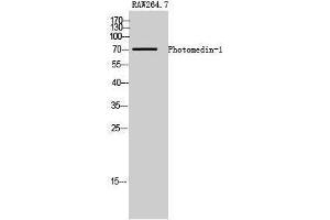 Western Blotting (WB) image for anti-Olfactomedin-Like 2A (OLFML2A) (Internal Region) antibody (ABIN3186427) (OLFML2A 抗体  (Internal Region))