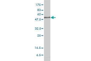 KPNA1 monoclonal antibody (M01), clone 2A4-1B5 Western Blot analysis of KPNA1 expression in HeLa . (KPNA1 抗体  (AA 1-538))