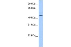 Western Blotting (WB) image for anti-DKFZp779O175 antibody (ABIN2463335) (DKFZp779O175 抗体)