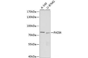 Western blot analysis of extracts of various cell lines using PADI4 Polyclonal Antibody at dilution of 1:1000. (PAD4 抗体)