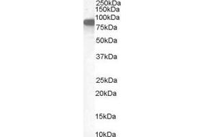 ABIN2562512 (1µg/ml) staining of Human Placenta lysate (35µg protein in RIPA buffer). (Ezrin 抗体  (Internal Region))
