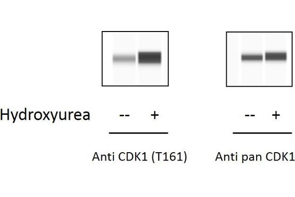 CDK1 ELISA 试剂盒