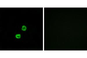 Peptide - +Immunofluorescence analysis of MCF-7 cells, using GCNT7 antibody. (GCNT7 抗体)