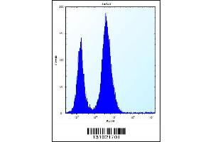 Flow cytometric analysis of Jurkat cells (right histogram) compared to a negative control cell (left histogram). (p130 抗体  (N-Term))