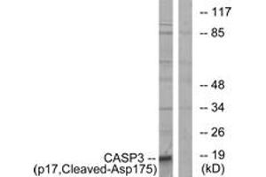 Western Blotting (WB) image for anti-Caspase 3 (CASP3) (AA 126-175), (Cleaved-Asp175) antibody (ABIN2891172) (Caspase 3 抗体  (Cleaved-Asp175))