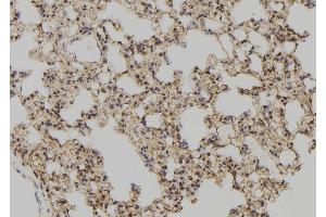 ABIN6277513 at 1/100 staining Rat lung tissue by IHC-P. (Glutaredoxin 1 抗体  (N-Term))