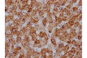 Immunohistochemistry (IHC) image for anti-Heat Shock 60kDa Protein 1 (Chaperonin) (HSPD1) antibody (ABIN7127551)