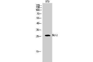 Western Blotting (WB) image for anti-B-Cell CLL/lymphoma 2 (BCL2) (Ser168), (Ser170) antibody (ABIN3179890) (Bcl-2 抗体  (Ser168, Ser170))