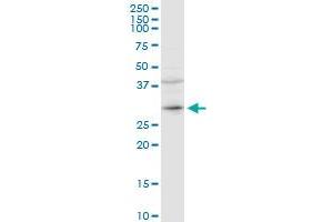 CER1 MaxPab rabbit polyclonal antibody. (CER1 抗体  (AA 1-267))