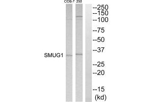 Western blot analysis of extracts from 293 and COS7 cells, using SMUG1 antibody. (SMUG1 抗体  (Internal Region))