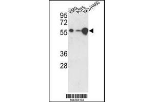 Western blot analysis of hUSP3-Y505 in K562, A375, NCI-H460 cell line lysates (35ug/lane) (USP3 抗体  (C-Term))