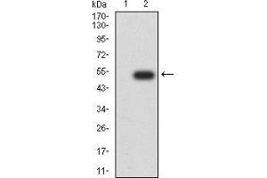 Western Blotting (WB) image for anti-Chromobox Homolog 5 (CBX5) (AA 1-191) antibody (ABIN5944443) (CBX5 抗体  (AA 1-191))