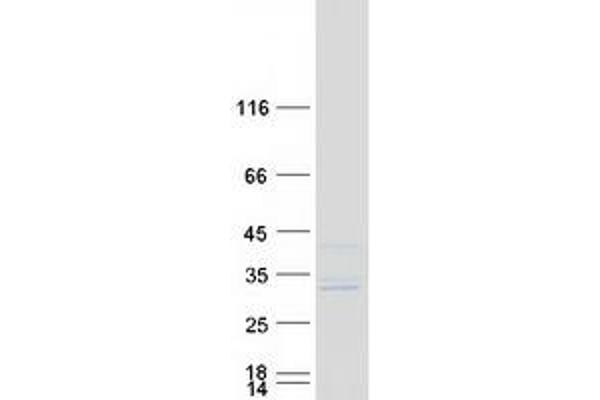 MRPS7 Protein (Myc-DYKDDDDK Tag)