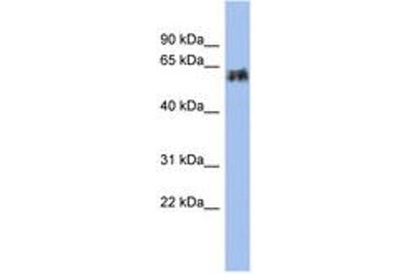 Keratin 75 抗体  (C-Term)