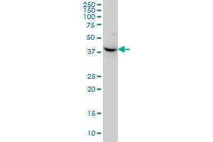 Western Blotting (WB) image for anti-Nodal Homolog (NODAL) (AA 275-346) antibody (ABIN562016)