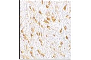 Immunohistochemistry of PIKE in mouse brain tissue with this product at 10 μg/ml. (AGAP2 抗体  (C-Term))